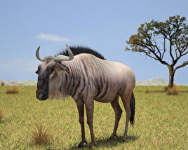 Wildebeest Low Poly 3D 모델 