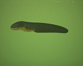 Electric Eel Low Poly Modello 3D