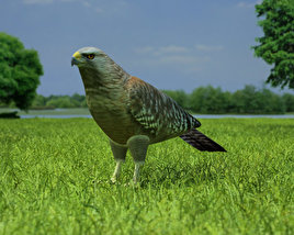 Red-Shouldered Hawk Low Poly Modello 3D