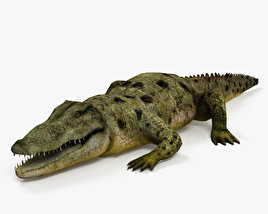 Common Crocodile 3D model