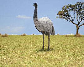 Emu Low Poly Modello 3D