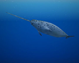 Narwhal Low Poly 3Dモデル