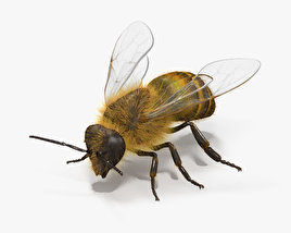 ミツバチ 3Dモデル