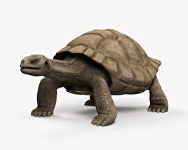 Галапагосская черепаха 3D модель