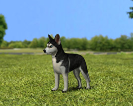 Siberian Husky Puppy Low Poly Modello 3D