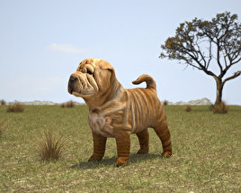 Shar Pei Puppy Low Poly Modèle 3D