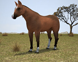 Thoroughbred Low Poly 3D 모델 