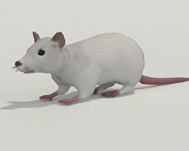 White Rat Low Poly 3D модель