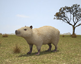 Capybara Low Poly Modelo 3D