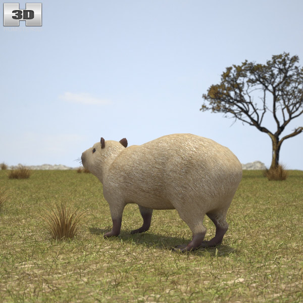 Capybara Low Poly 3D model - Download Animals on