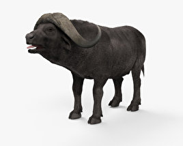 African Buffalo 3D model