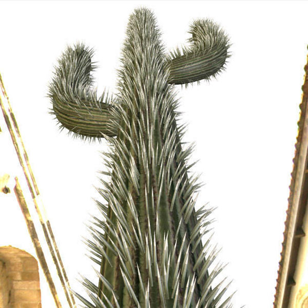 STL-Datei Tanzender Kaktus 👶・Design zum Herunterladen und 3D