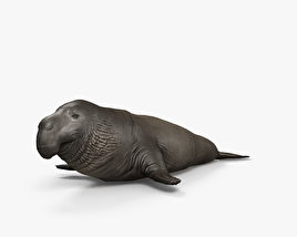 Северный морской слон 3D модель