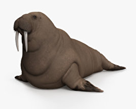 바다코끼리 3D 모델 