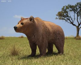 Brown Bear Low Poly 3D 모델 