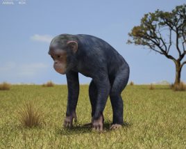 Chimpanzee Low Poly 3D модель
