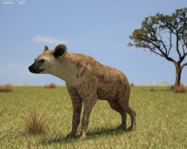 Hyena Low Poly Modèle 3D