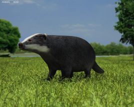 Badger Low Poly Modello 3D
