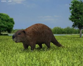 Beaver Low Poly 3Dモデル