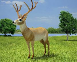 Deer Low Poly 3D 모델 