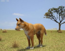 Dingo Low Poly Modèle 3D