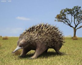 Echidna Low Poly 3D-Modell