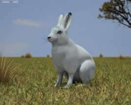Hare Low Poly 3D-Modell