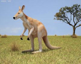 Kangaroo Low Poly 3D-Modell