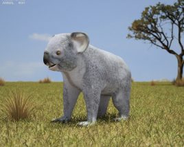 Koala Low Poly Modèle 3D
