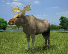 Moose Low Poly 3D 모델 