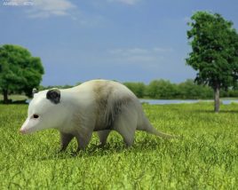 Opossum Low Poly 3D模型
