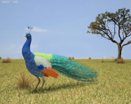 Peacock Low Poly 3D模型