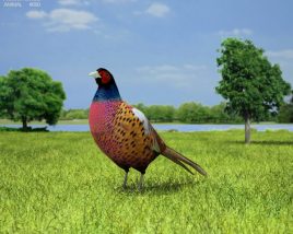 Pheasant Low Poly 3D модель