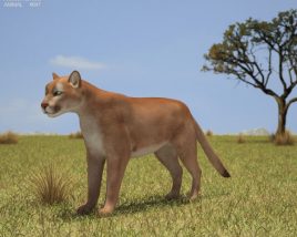 Puma Low Poly 3D 모델 