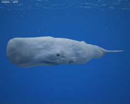 Sperm whale Low Poly Modèle 3D