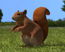 Squirrel Low Poly 3D-Modell