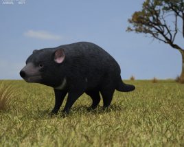 Tasmanian devil Low Poly Modèle 3D