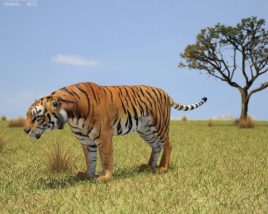 Tiger Low Poly 3D-Modell