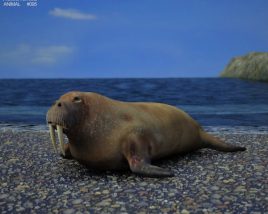 Walrus Low Poly 3D-Modell