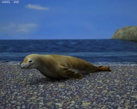 Crabeater Seal Low Poly 3Dモデル