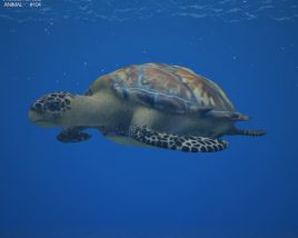 Hawksbill sea turtle Low Poly Modelo 3D
