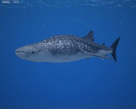Whale shark Low Poly 3D model