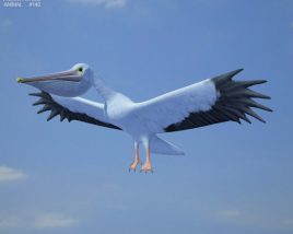 Pelican Low Poly 3D-Modell
