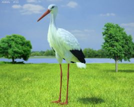 White stork Low Poly Modèle 3D