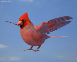 Cardinal Low Poly 3D модель