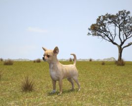 Chihuahua Low Poly Modelo 3d