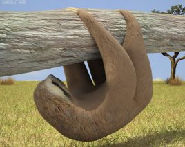 Three-toed sloth Low Poly Modèle 3D