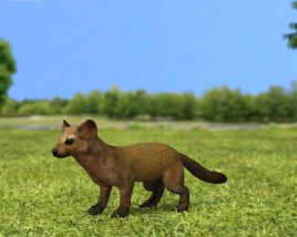 American Marten Low Poly 3Dモデル