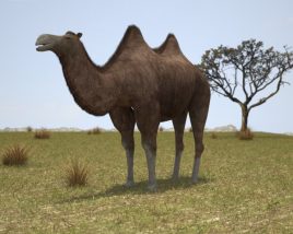 Camel Bactrian Low Poly Modèle 3D