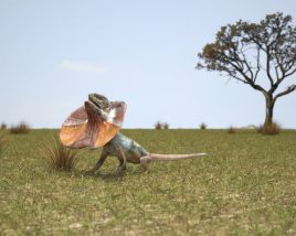 Frilled lizard Low Poly Modello 3D